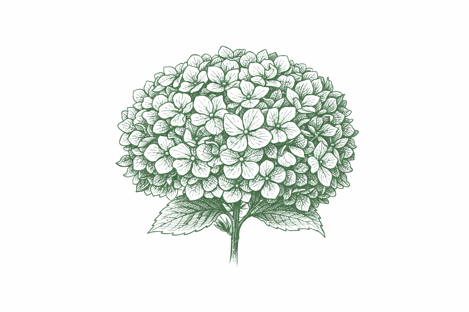 Hortensja – rośliny kwaśnolubne